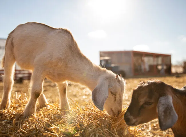 goats-post