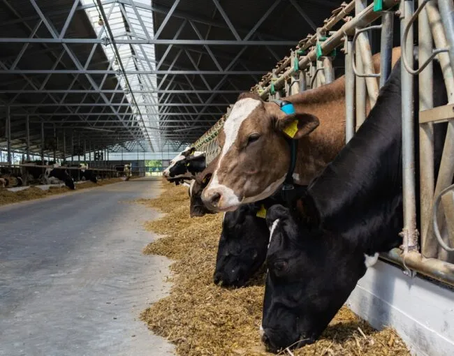 Cattle Feed Manufacturers in India