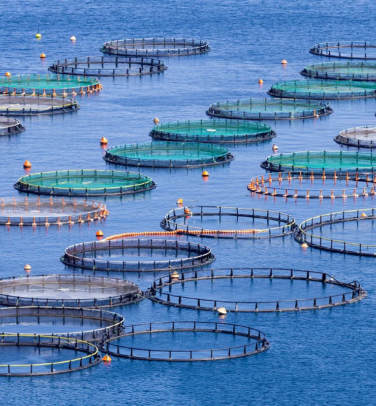 INFRASTRURE-FISH